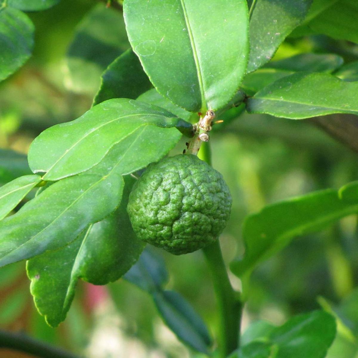 Kaffir lime - Citrus hystrix - Citrus fruit with lumpy green skin.