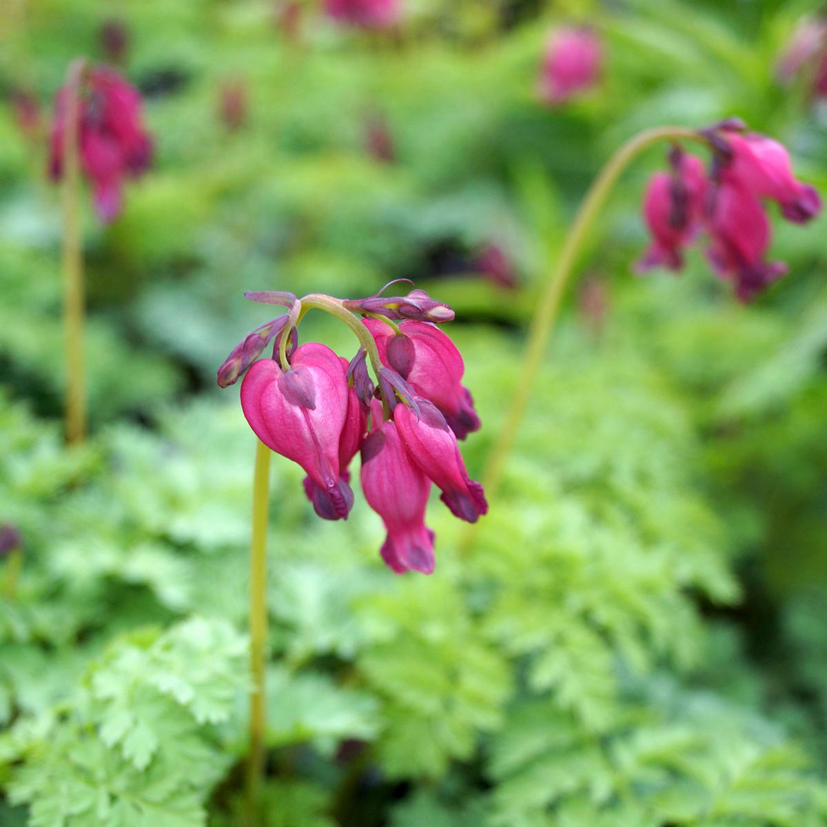 Dicentra King of Hearts - Bleeding heart - Lovely ground cover with ...