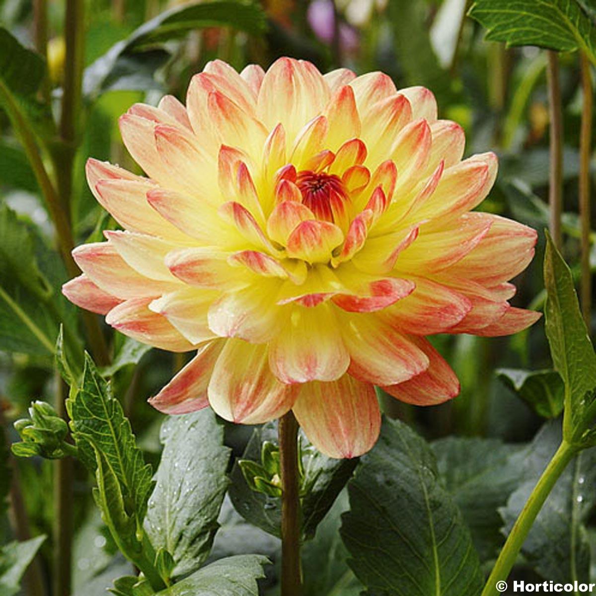 Dahlia Paso Doble - Decorative Dahlia Group - Bright flowers, in a ...