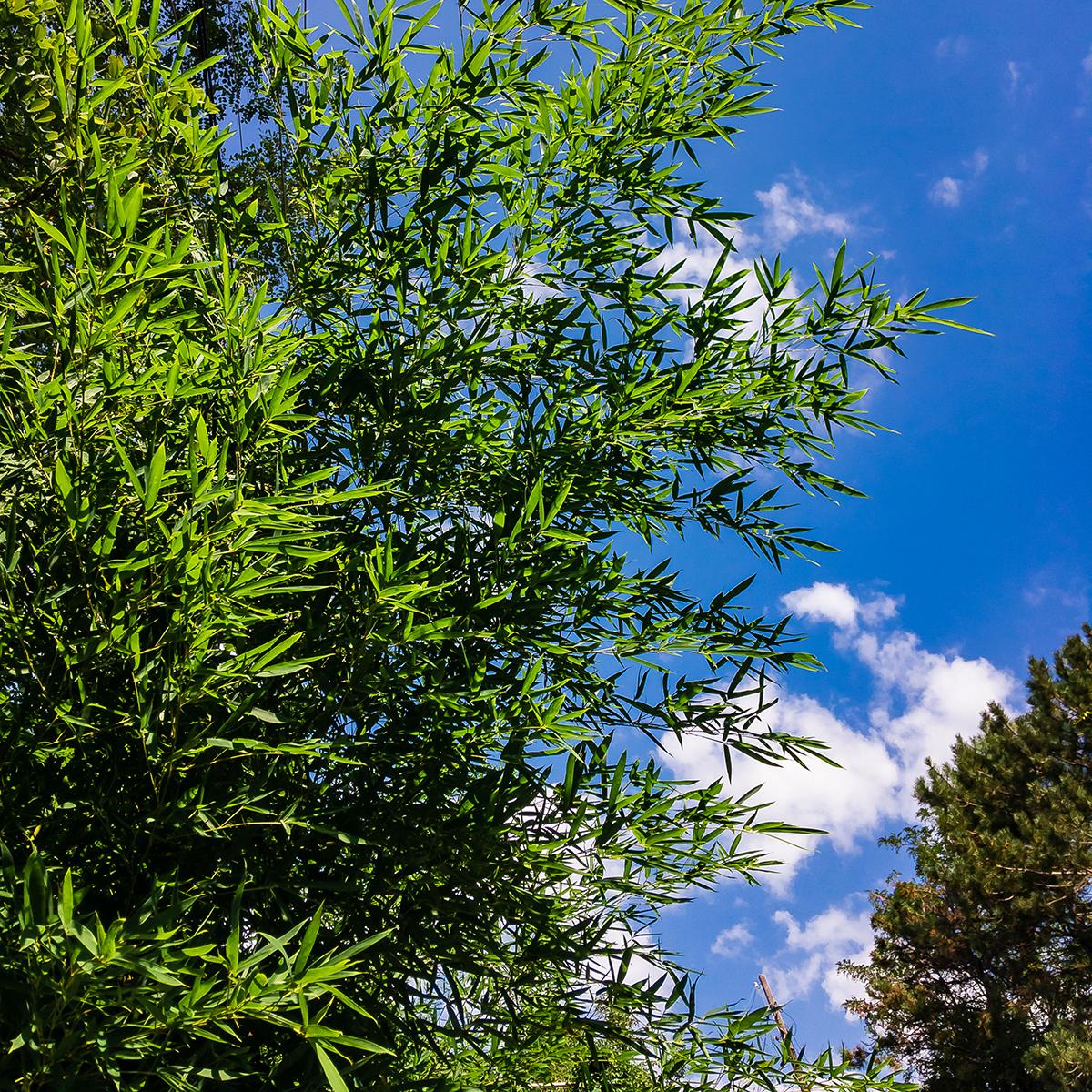 Fargesia nitida Great Wall - Non-invasive bamboo with fine green foliage.