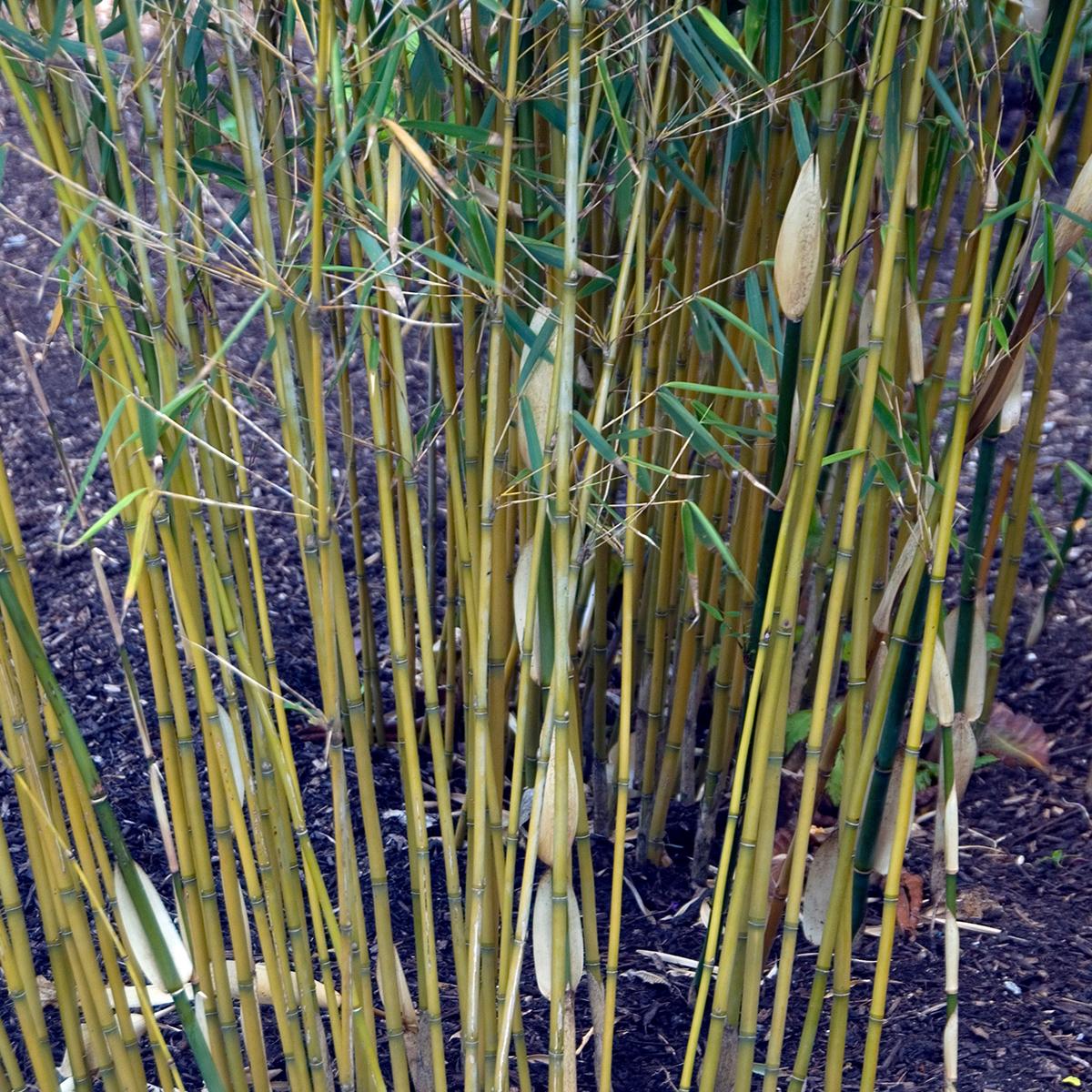 Fargesia robusta - Running medium-sized, lime-green bamboo with a ...