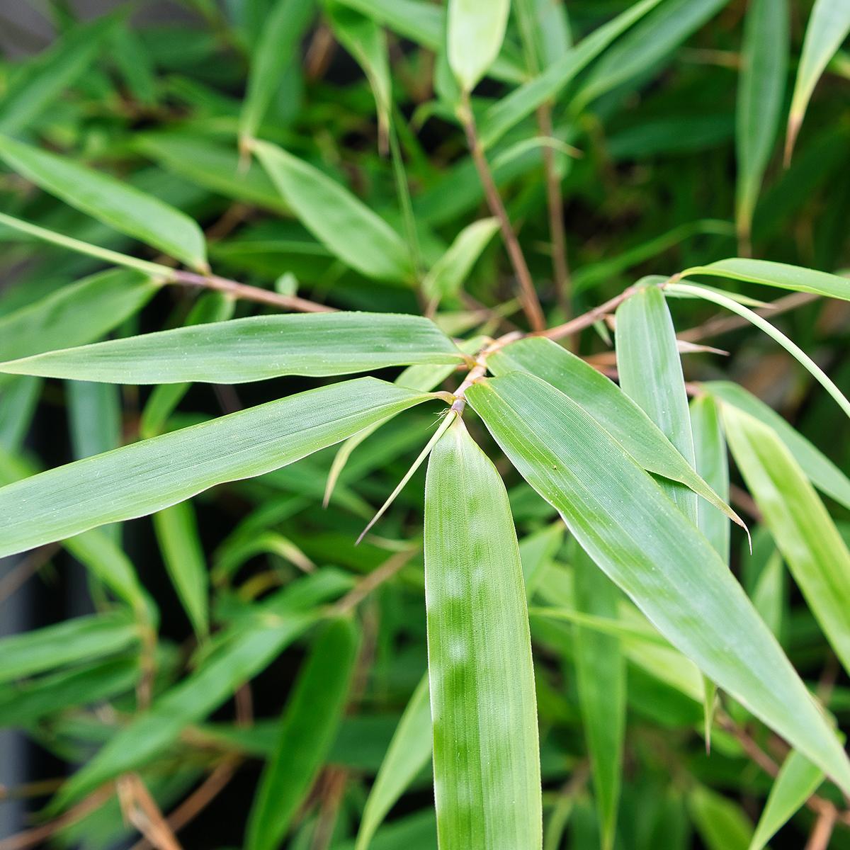 Fargesia robusta - Running medium-sized, lime-green bamboo with a ...