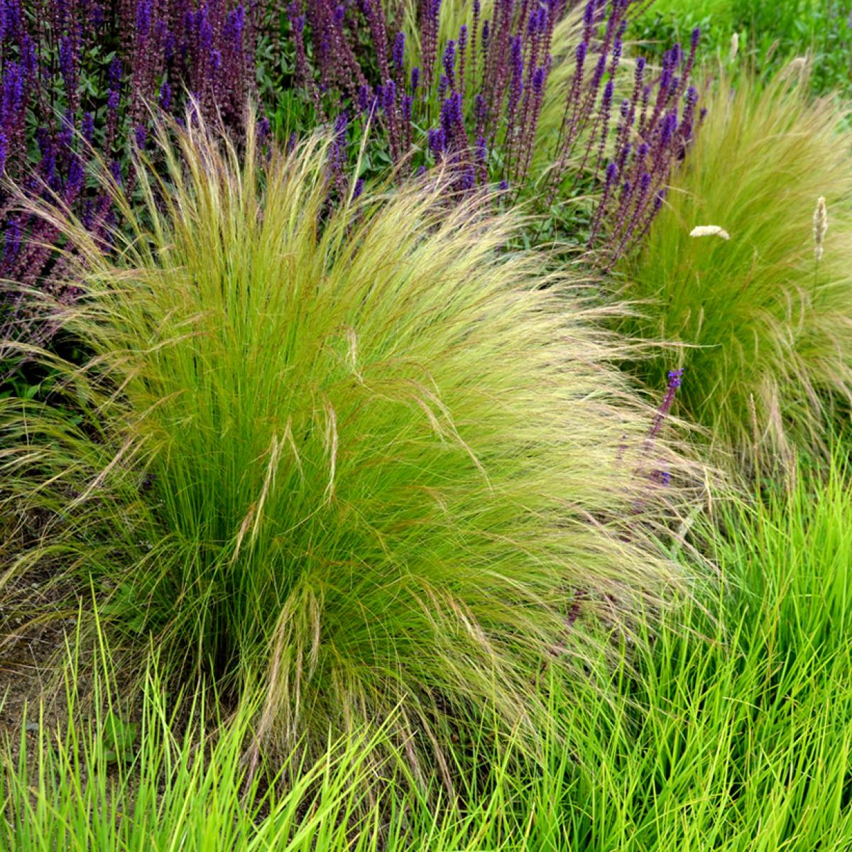 Seeds of Stipa tenuissima Angel Hair - Perennial with feathery flowering.