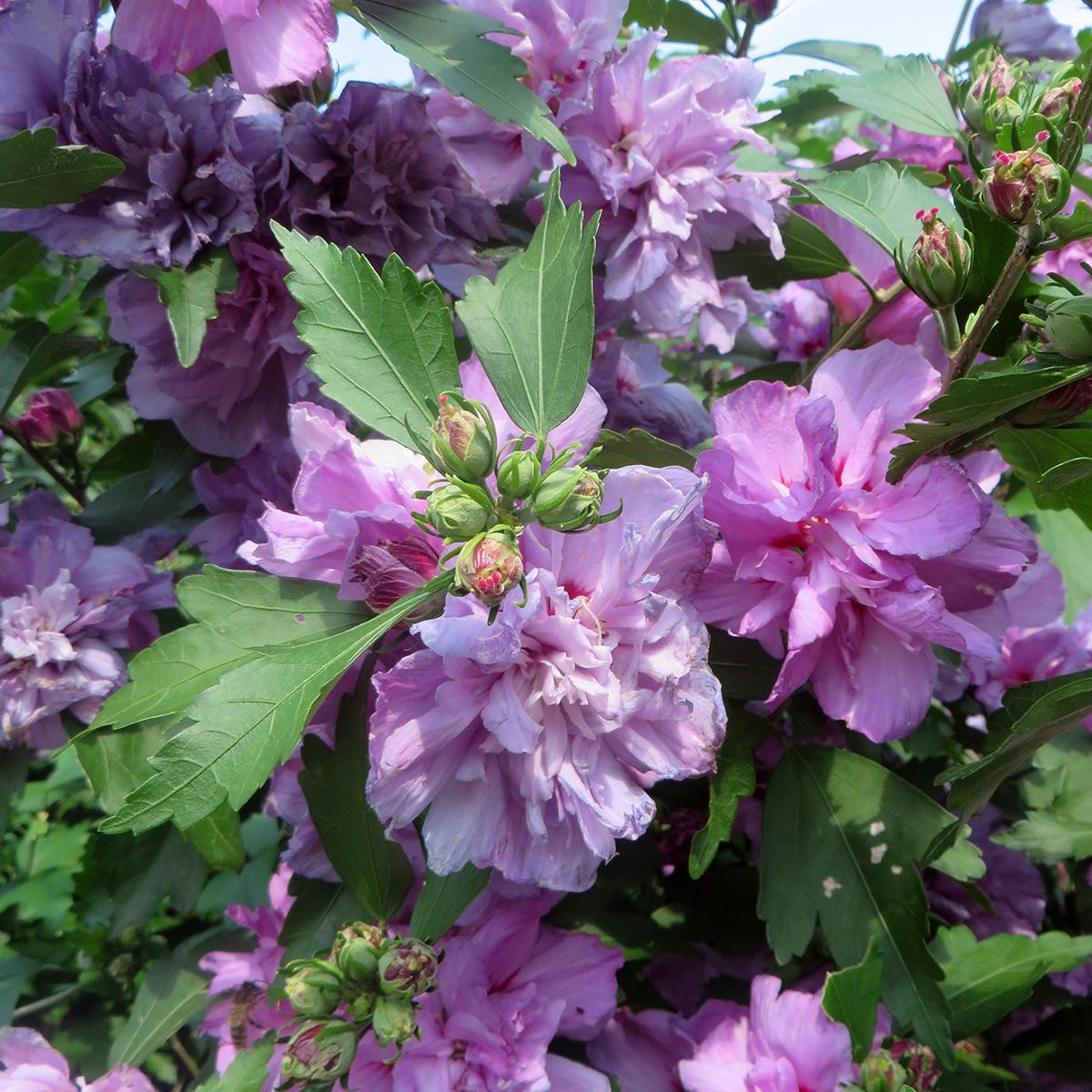 Hibiscus syriacus Ardens - Deciduous bush with double mauve-pink flowers.