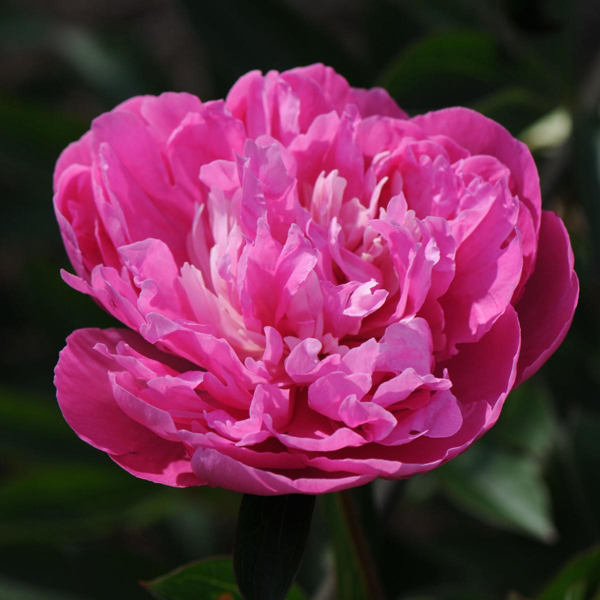 Peony lactiflora Amabilis - Double anenome flower, candy pink, fragrant ...