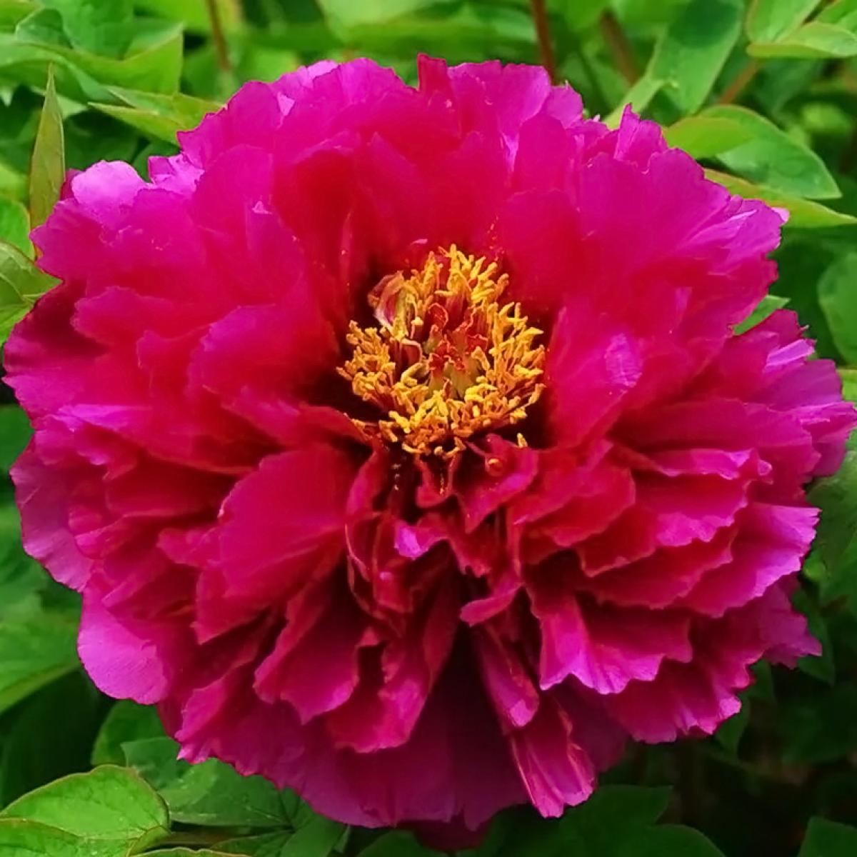 Paeonia suffruticosa Luo Yang Hong - Tree peony with nearly double ...