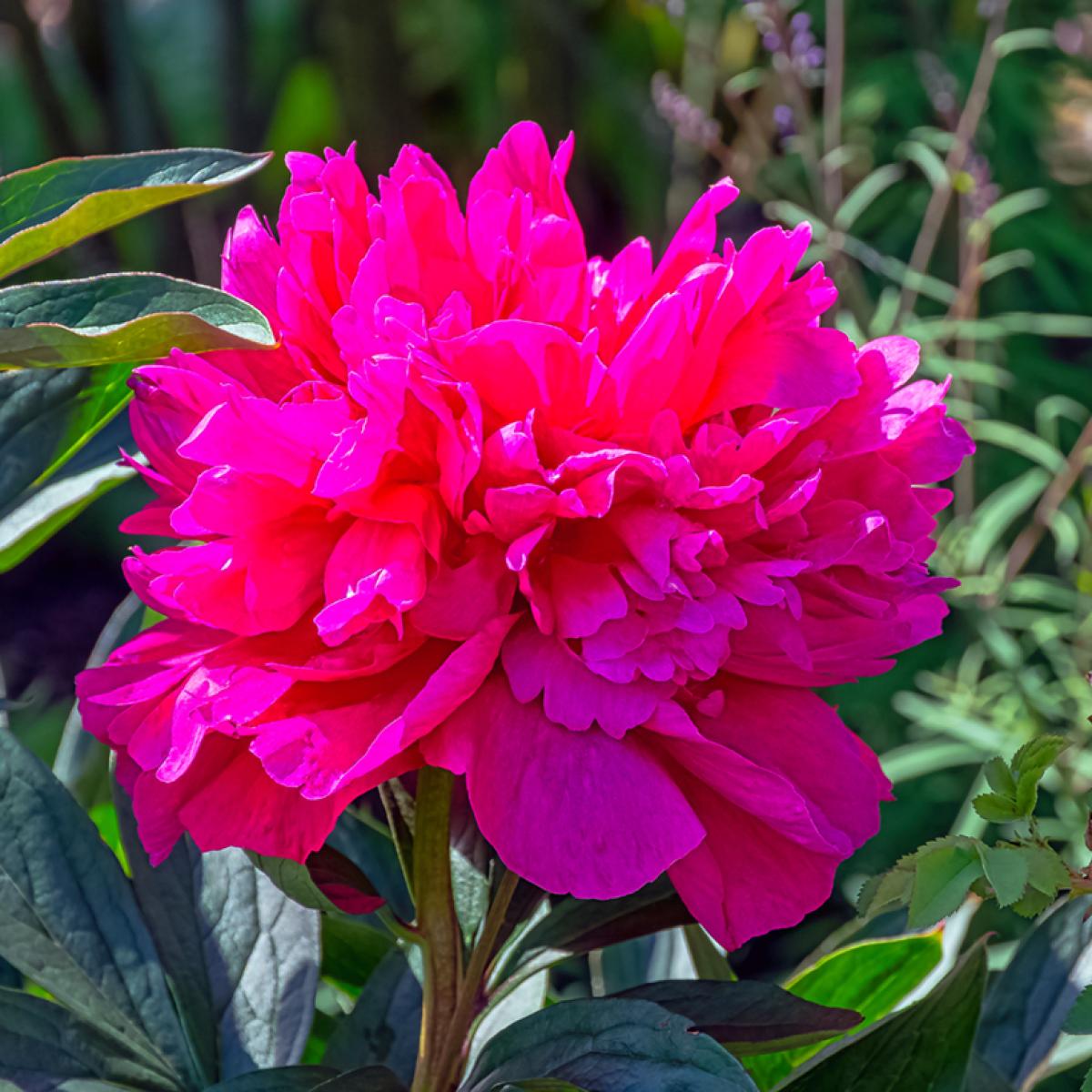 Peony lactiflora Adolphe Rousseau - Chinese peony with very double ...