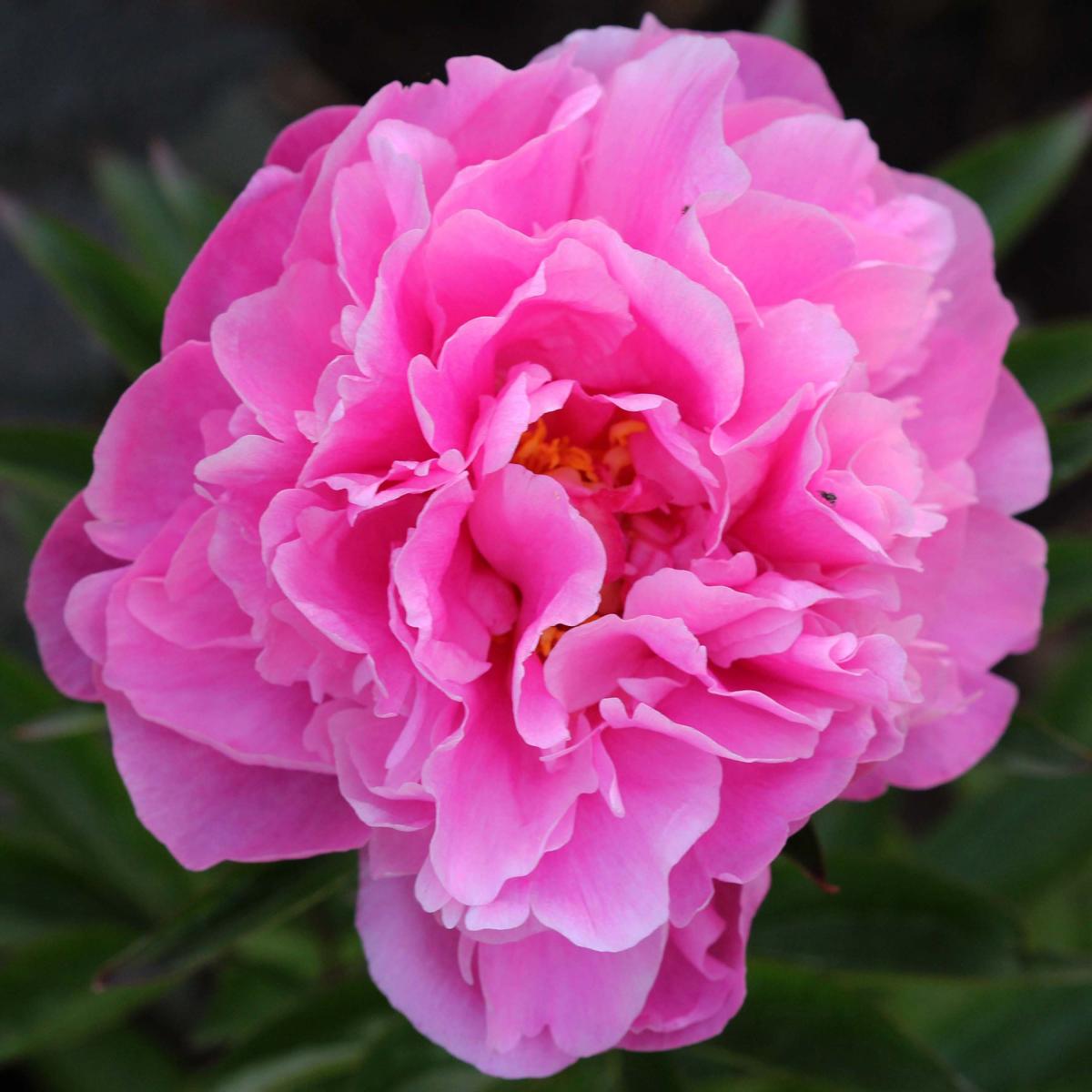 Dr Alexander Fleming Peony - Paeonia lactiflora - Chinese Peony - Very ...