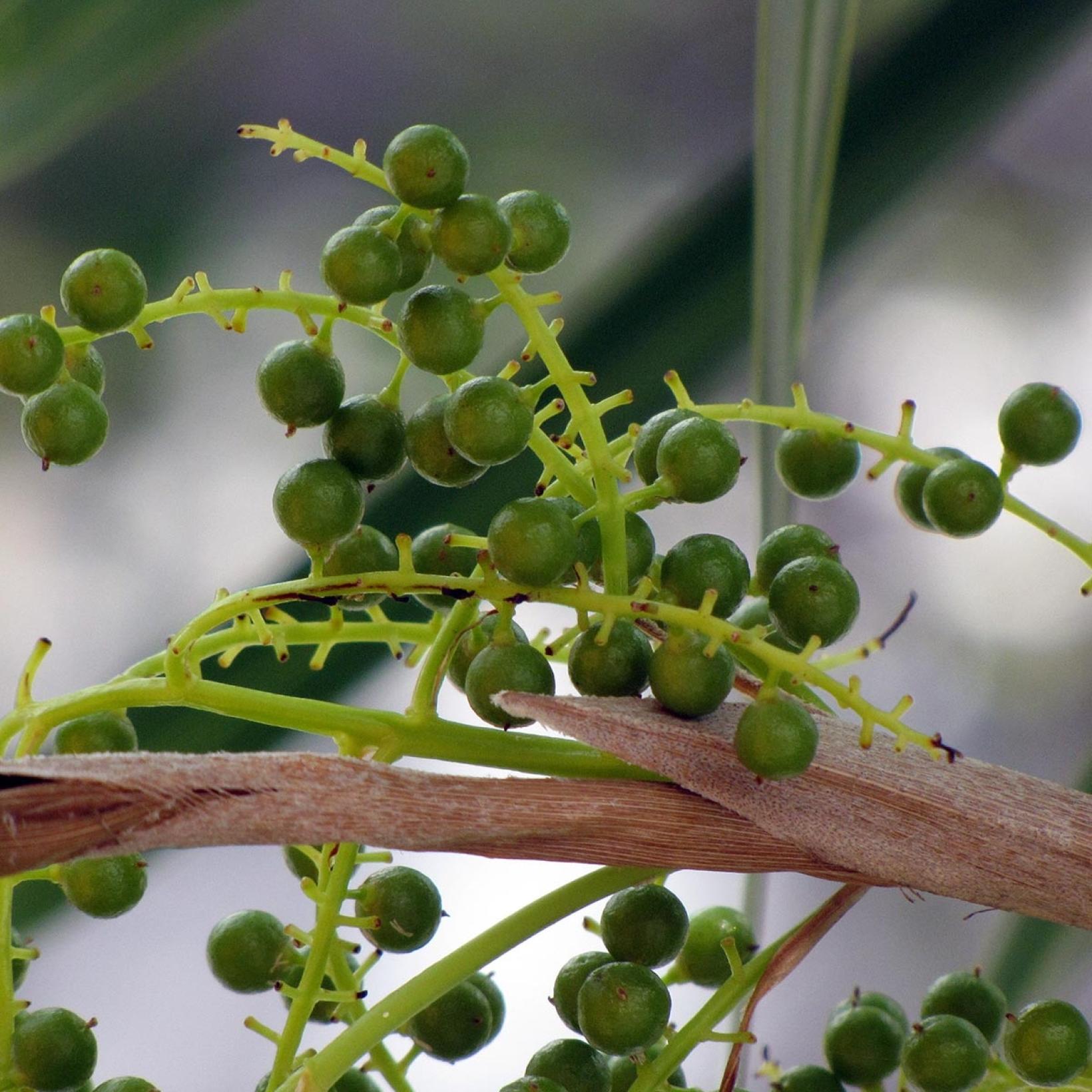 Thrinax radiata - Caribbean palm, from Mexico and Florida with circular ...