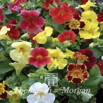 Mimulus - Monkey Flower: a not very hardy, perennial plant native to ...