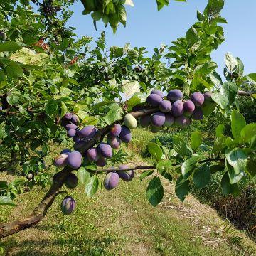 'Opal' Plum - Prunus domestica with purple-red plums on a yellow background