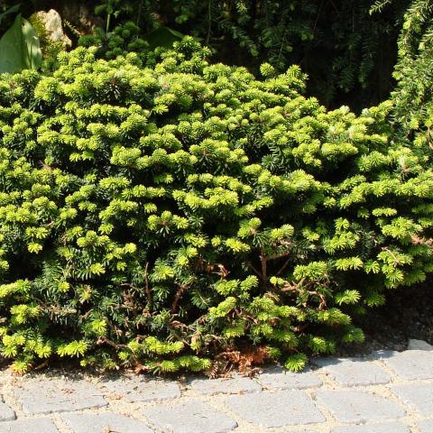 Abies Balsamea 'Nana' - Dwarf Balsam Fir, A Cushion-shaped Conifer.