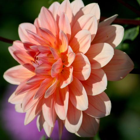 Decorative Dahlia Yvonne - Decorative group, with camellia-like flowers.