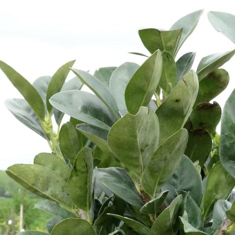 Cherry Laurel Prunus Laurocerasus Miniredia Compact Evergreen