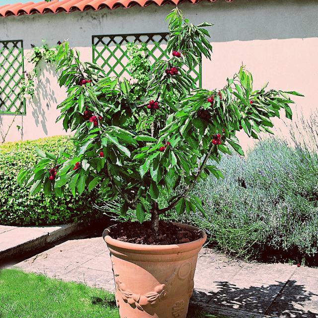 Dwarf Garden Bing® Cherry Tree - Self-fertile Prunus avium, for small ...