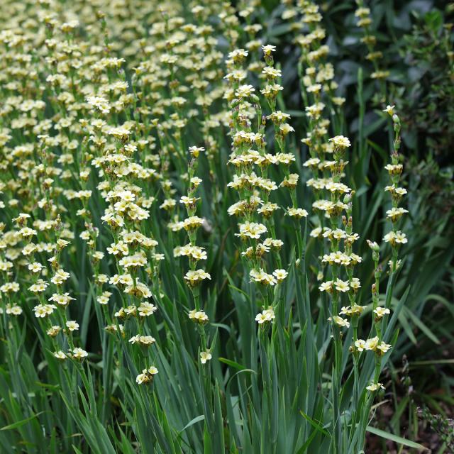 Sisyrinchium striatum - Perennial with narrow leaves and pale-yellow ...