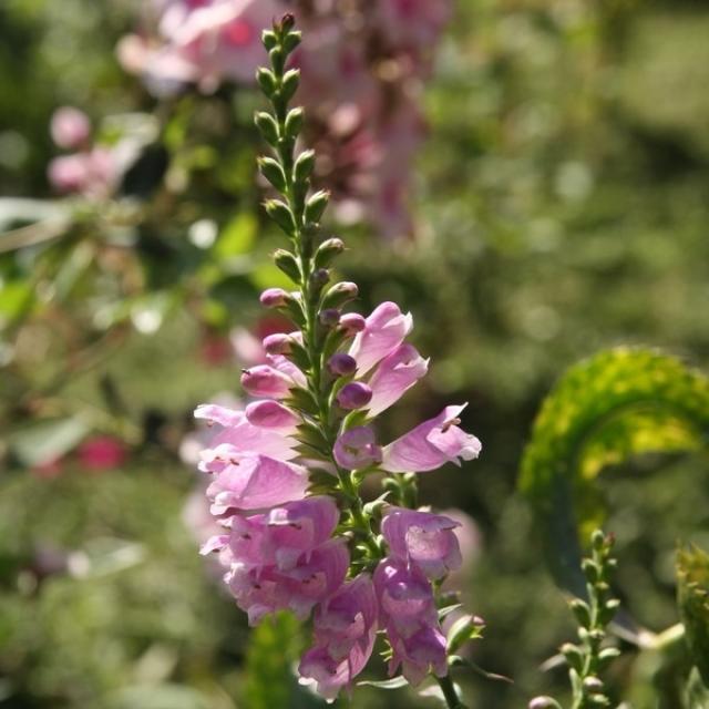 Physostegia virginiana Bouquet Rose - Perennial with pink flowers.