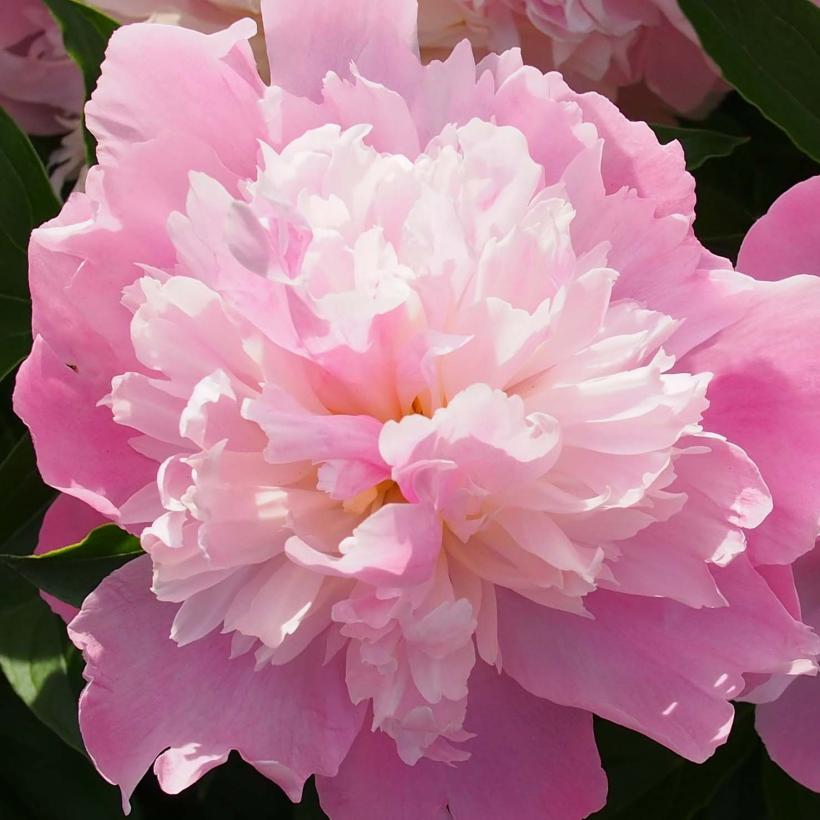 Lactiflora Peony Monsieur Jules Elie - Variety with voluminous and tall ...