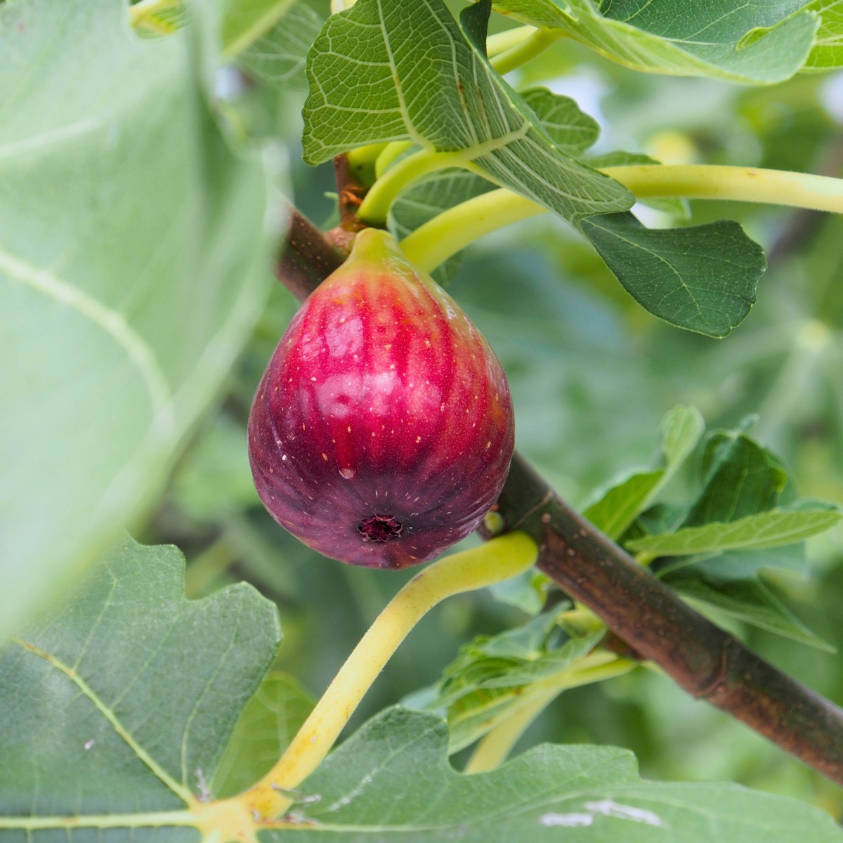 /fruitiers/fruitiers-par-variete/pommier.html